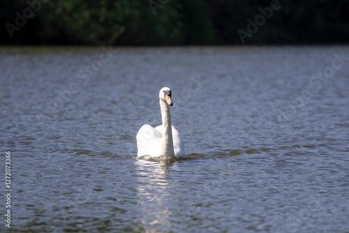 Fototapeta Naklejka Na Ścianę i Meble -  swan on the water