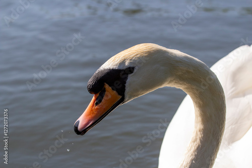 Fototapeta Naklejka Na Ścianę i Meble -  swan on the water
