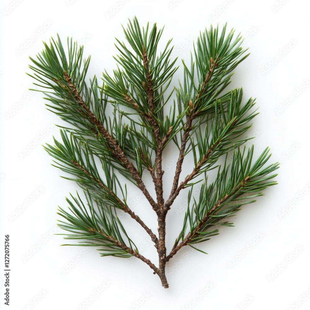 Fototapeta premium Pine Needles Isolated