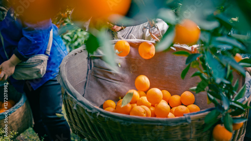 Chinese Orange Picking