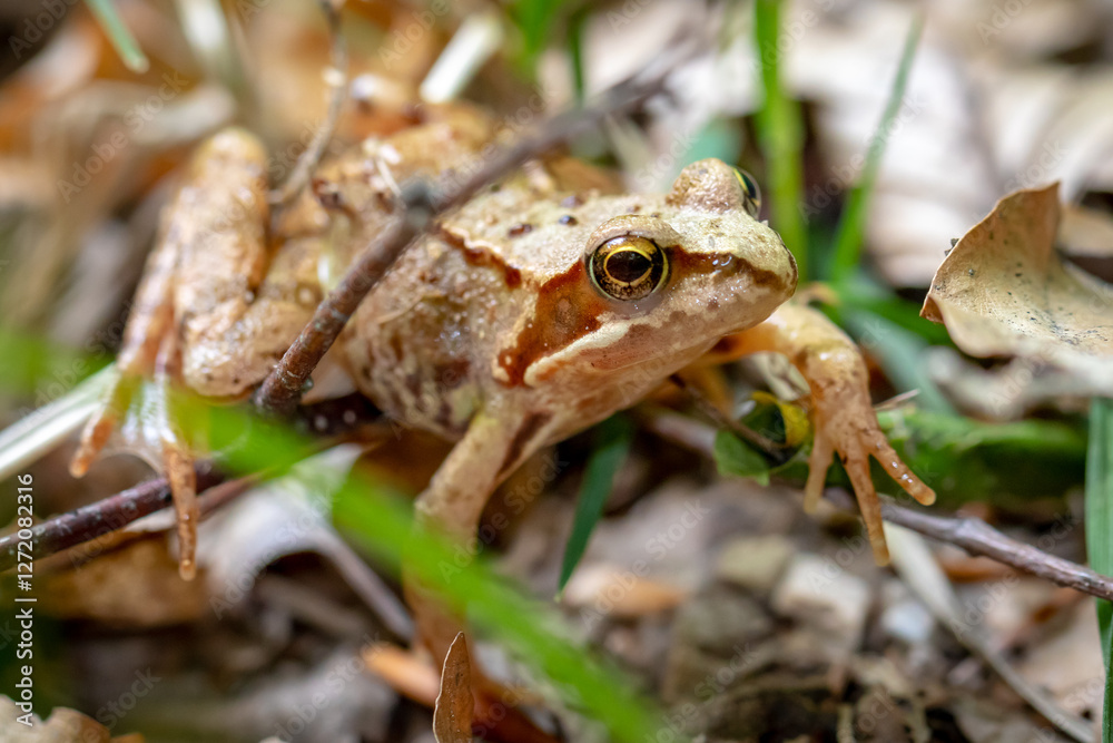 Fototapeta premium frog on the grass