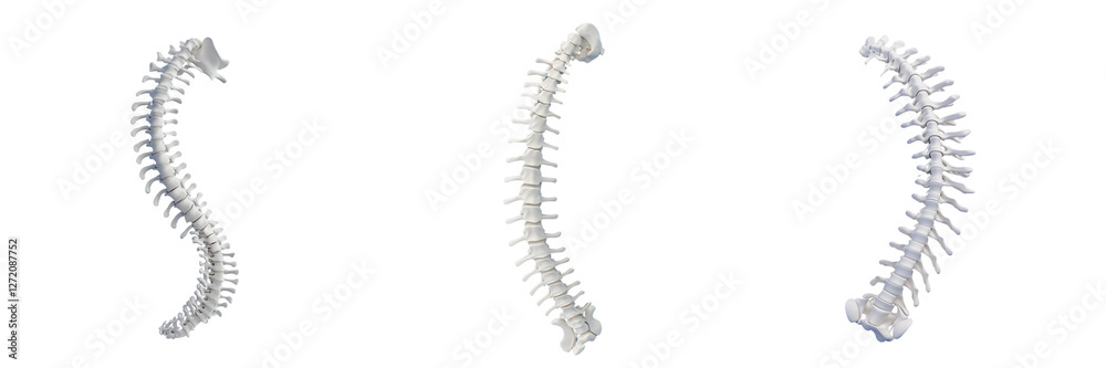 Set of a 3D model of the spine, isolated on a transparent background. Set of a 3D model of the spine, isolated on a transparent background.