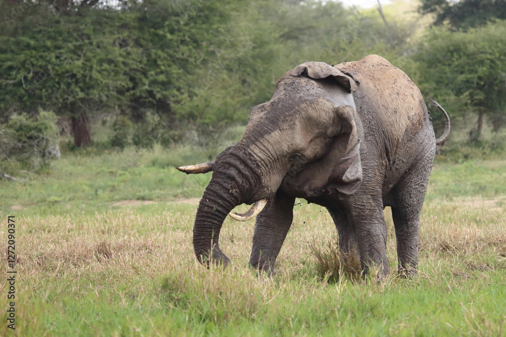 Fototapeta premium Afrikanischer Elefant im Schlamm / African elephant in the mud / Loxodonta africana