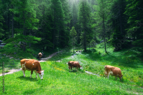 Brown and white cows grazin...