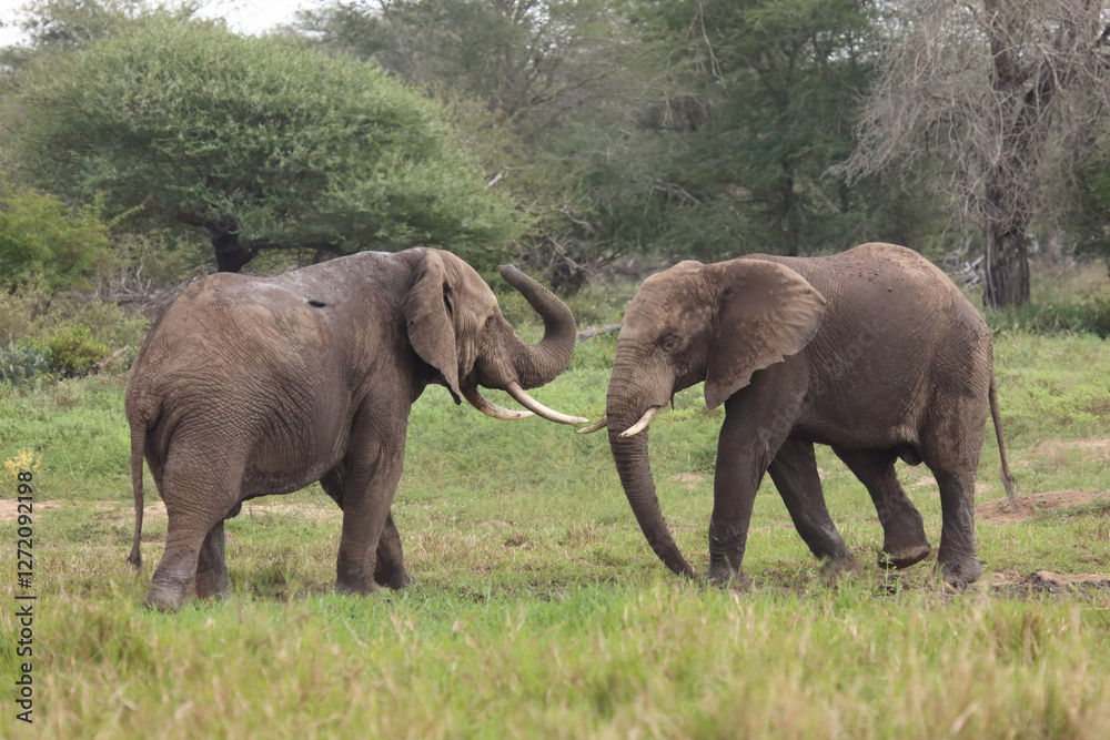 Fototapeta premium Afrikanischer Elefant / African elephant / Loxodonta africana