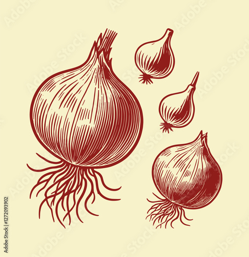 Common onion  close up. Shallot bulb isolated on white background. Vector illustration
