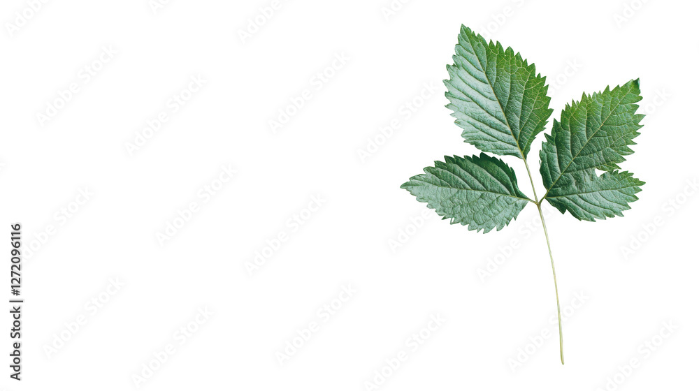 Fototapeta premium Green strawberry leaf isolated on white background with three lobes and detailed vein texture