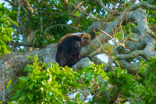 Closeup portrait of a Bolivian red howler monkey (Alouatta sara) sitting in treetops in the Pampas del Yacuma, Bolivia.
