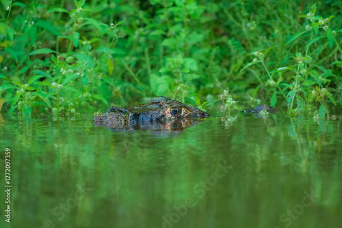 Caiman in the water. The yacare caiman (Caiman yacare), also known commonly as the jacare caiman. Side view. Natrural habitat. photo