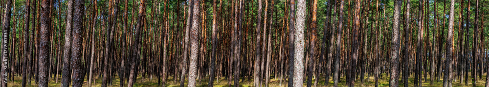 Fototapeta premium Pinus sylvestris, the Baltic pine, also called European red pine, a species of tree in the pine family Pinaceae that is native to Eurasia. Panorama of a forest in coastal Lithuania.