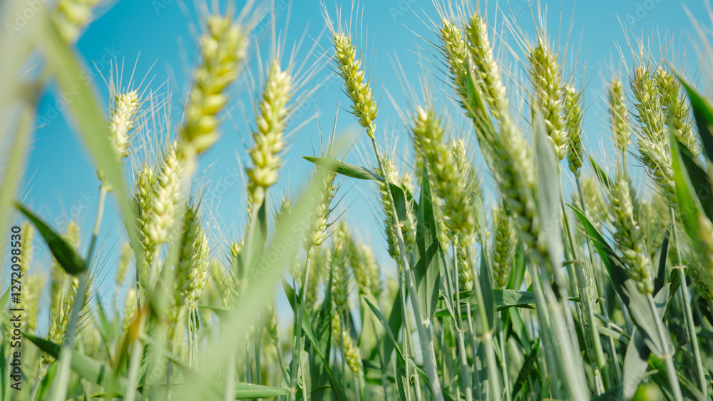 Fototapeta premium Close up of wheat ears in wheat fields