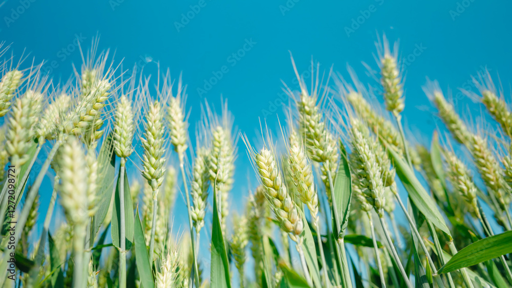 Close up of wheat ears in wheat fields Close up of wheat ears in wheat fields