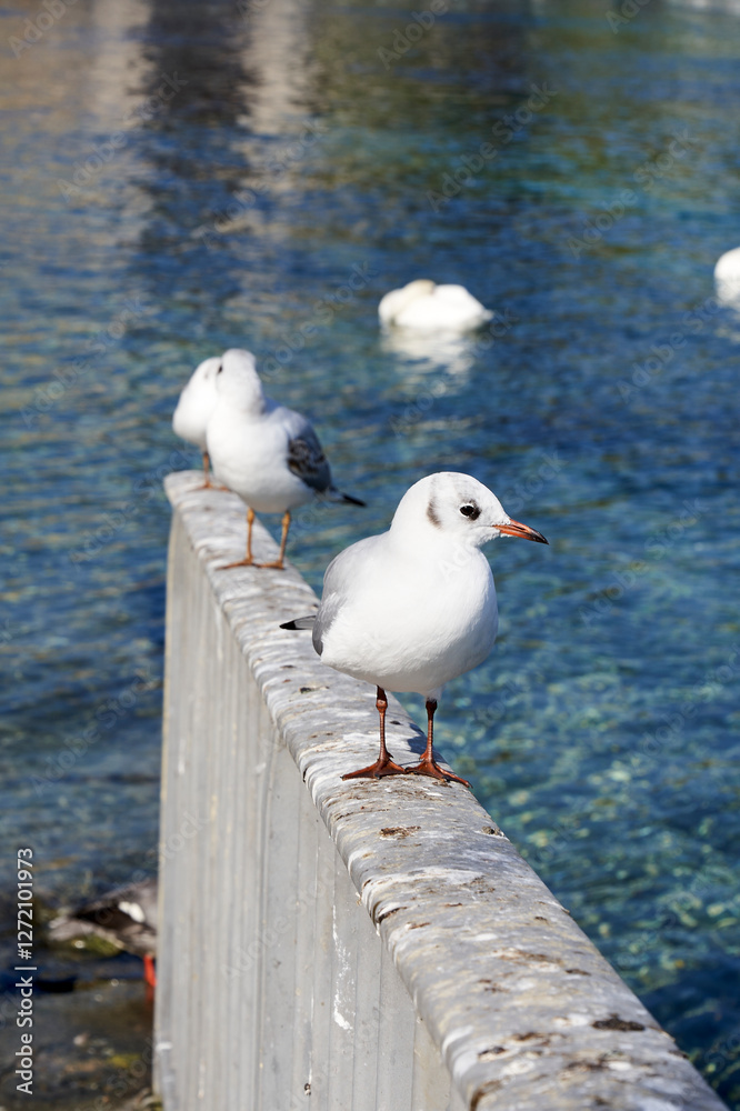 Obraz premium Europa