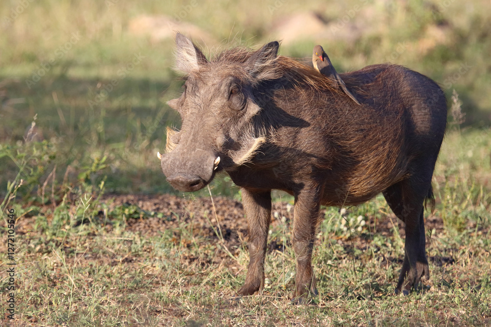 Warzenschwein und Rotschnabel-Madenhacker / Warthog and Red-billed oxpecker / Phacochoerus africanus et Buphagus erythrorhynchus Warzenschwein und Rotschnabel-Madenhacker / Warthog and Red-billed oxpecker / Phacochoerus africanus et Buphagus erythrorhynchus