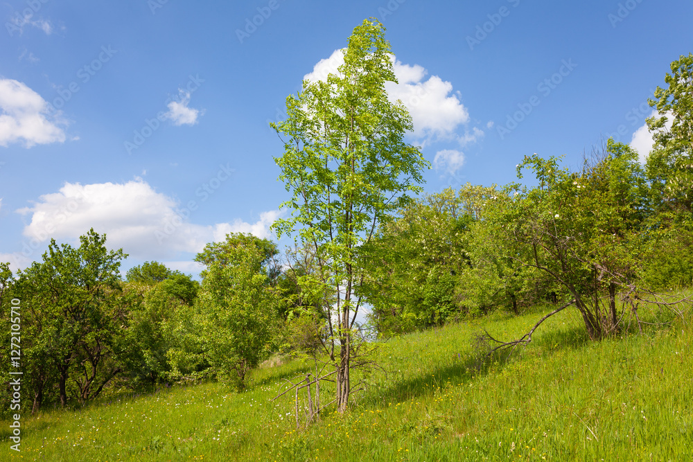 Fototapeta premium green field and blue sky
