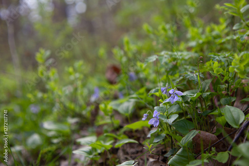 Viola canina,  heath dog-violet or heath violet -  blue and purple flowers of perrenial plant from European forests. photo