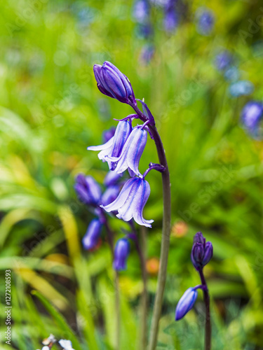 Bluebell plant, Hyacinthoides non-scripta, coming into flower in the UK Spring.