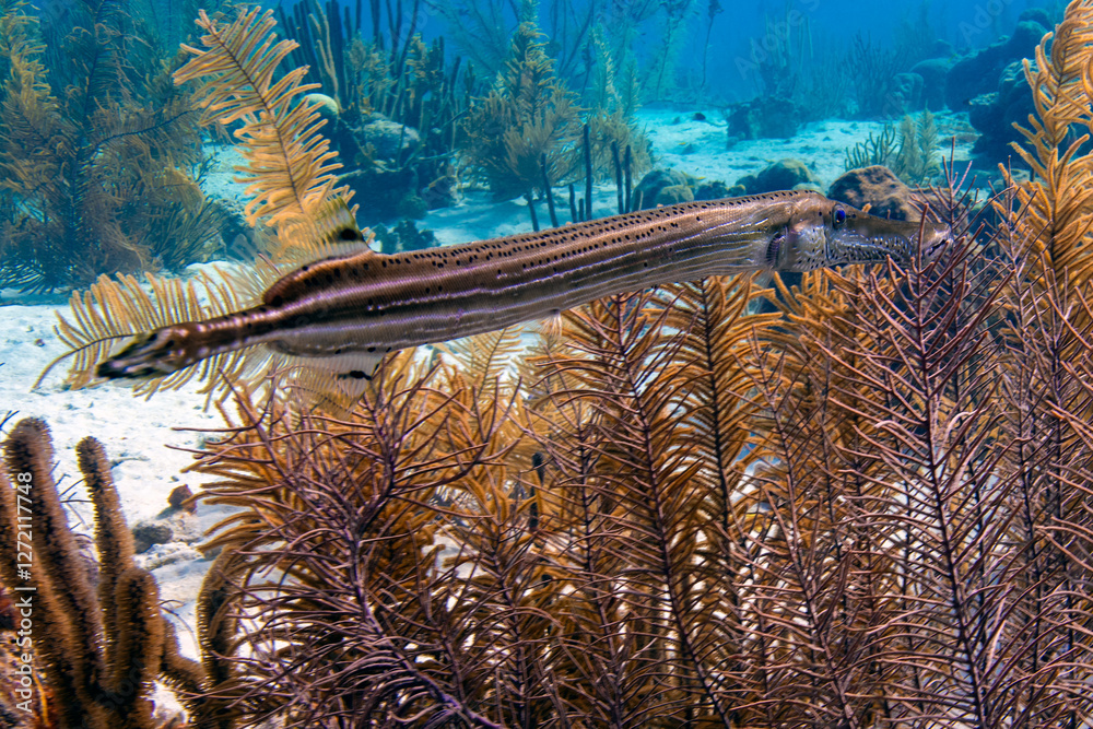 Trumpetfish Swimming in Gorgonia in Bonaire