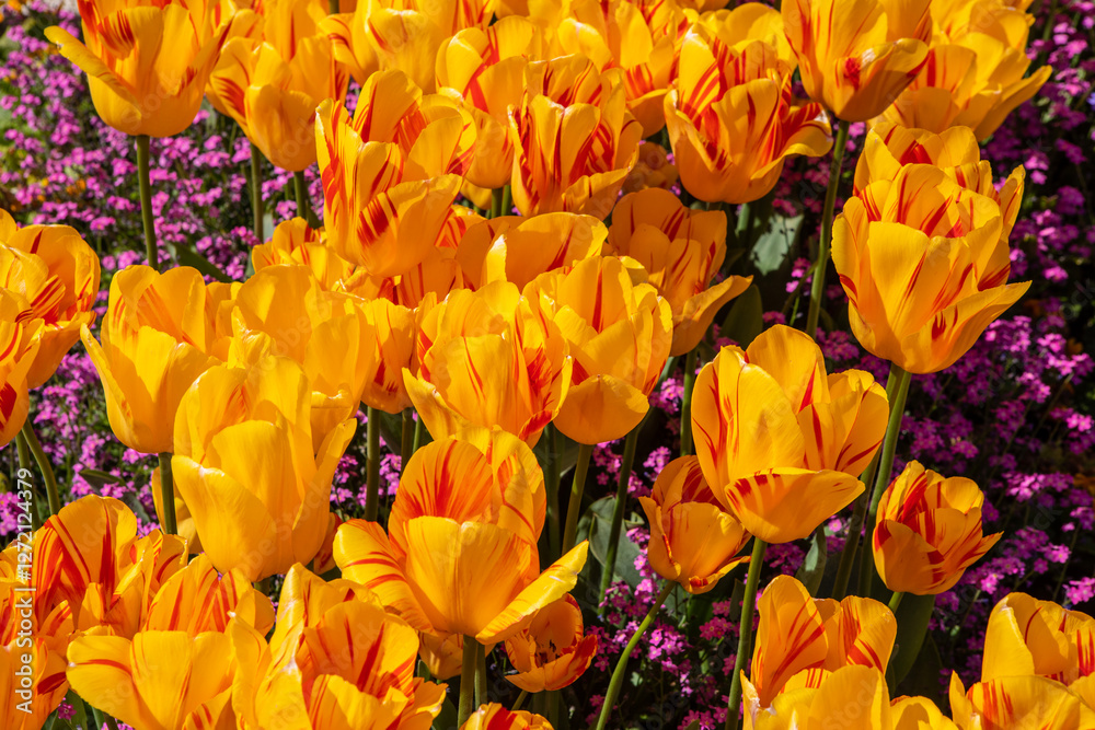 Φωτογραφία Yellow Tulips on the Isle of Wight in the UK