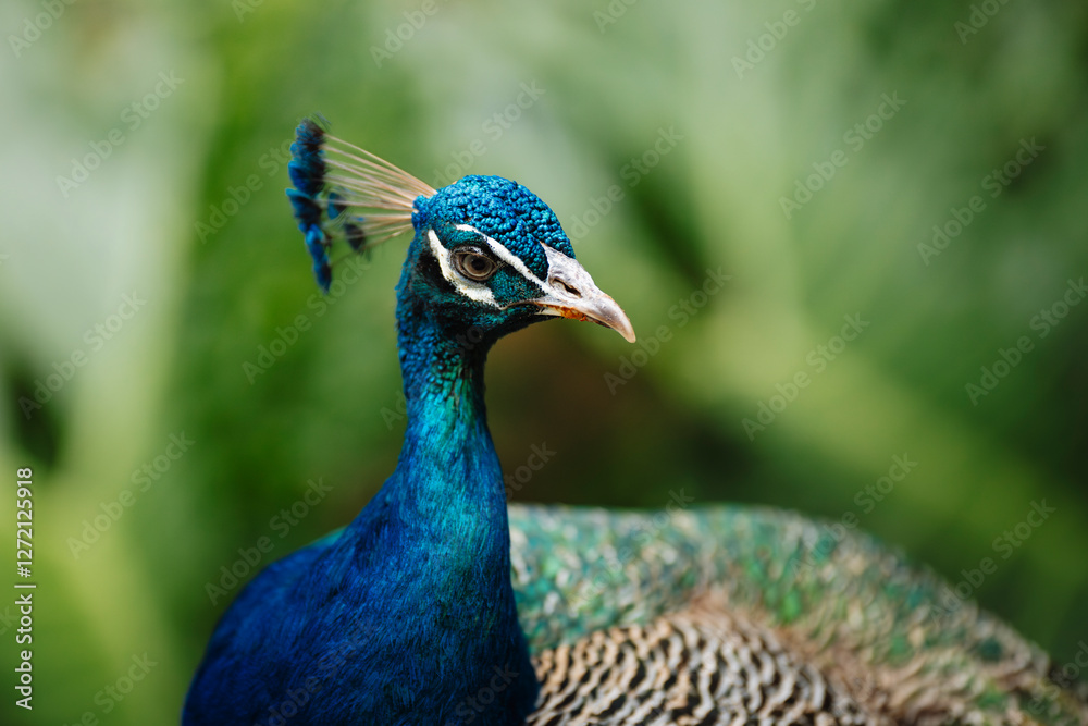 Close-up Portrait of a Vibrant Blue Peacock in Lush Greenery Close-up Portrait of a Vibrant Blue Peacock in Lush Greenery