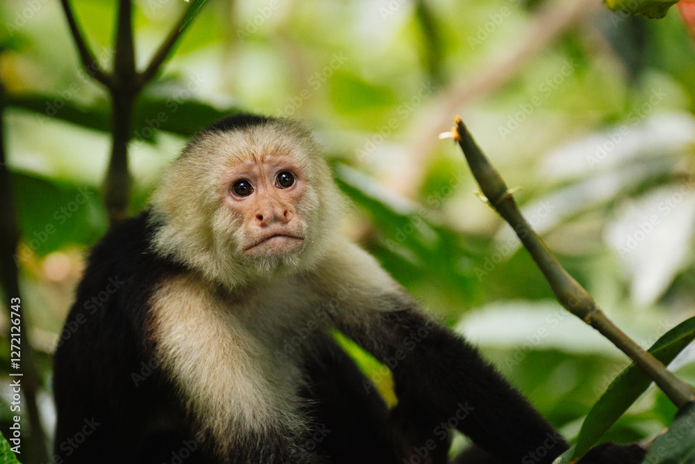 White-faced Capuchin Monkey in the Lush Greenery of Costa Rica's Rainforest White-faced Capuchin Monkey in the Lush Greenery of Costa Rica's Rainforest