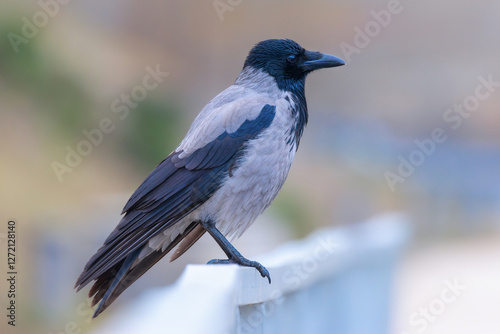 hooded crow in an urban area photo