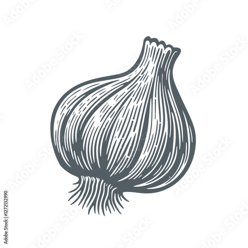 Wallpaper Mural Onion. Vintage woodcut engraving style vector illustration. Torontodigital.ca