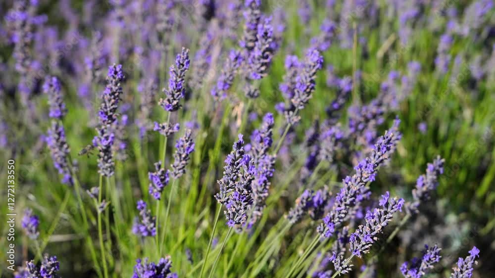 Lavender plants on field in rows. Close-up with purple colors in France, Provence Lavender plants on field in rows. Close-up with purple colors in France, Provence