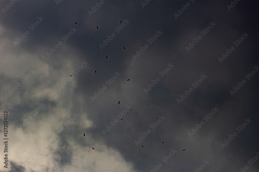 flock of birds flying in the sky