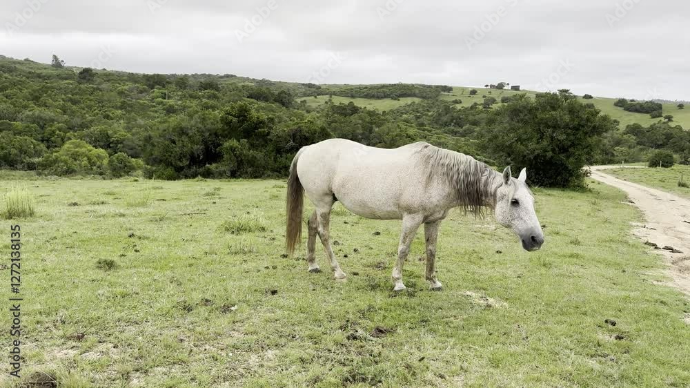 CABALLOS CABALLOS