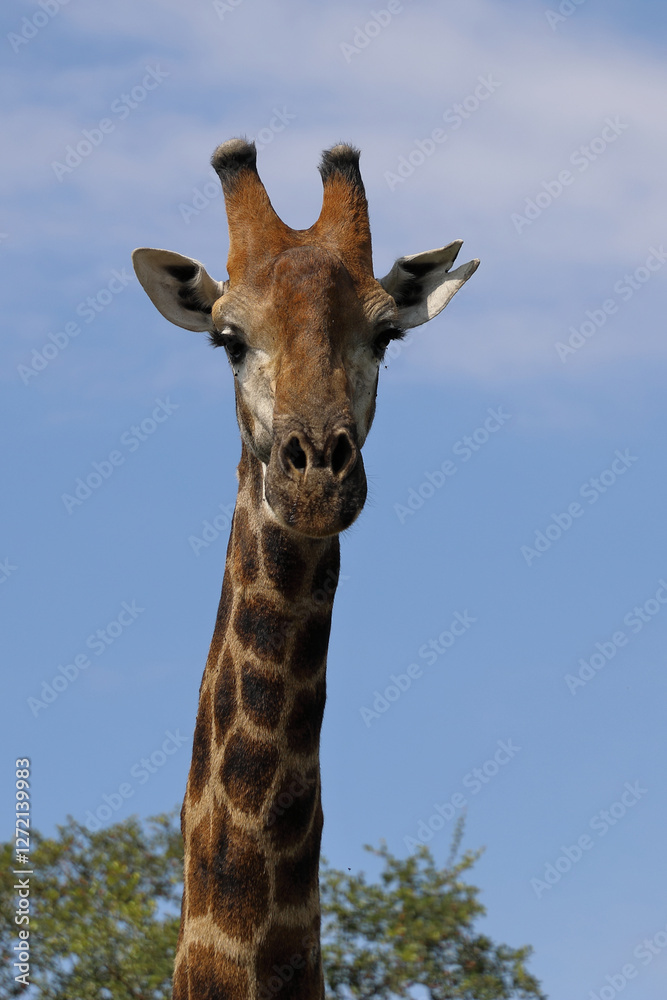 Obraz premium Giraffe / Giraffe / Giraffa camelopardalis