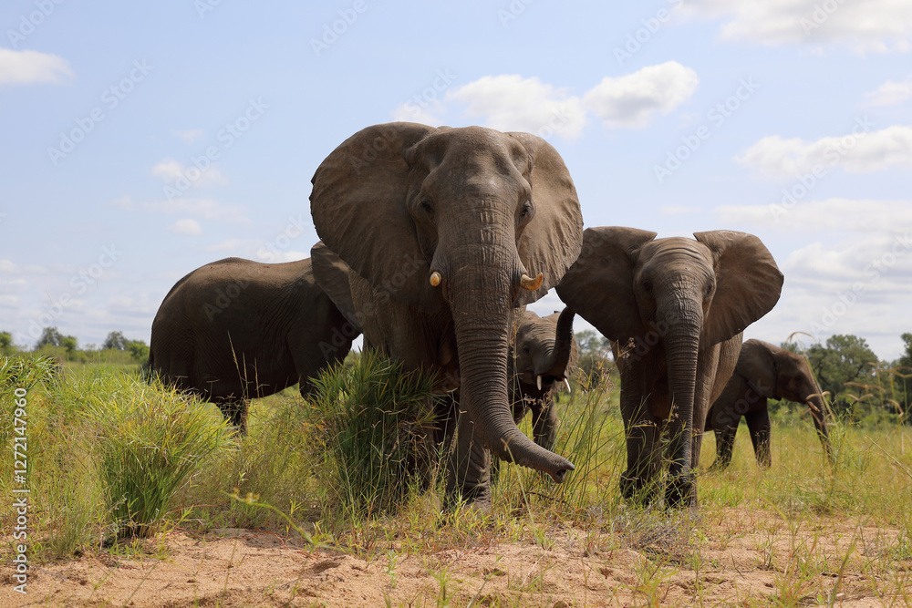 Fototapeta premium Afrikanischer Elefant / African elephant / Loxodonta africana