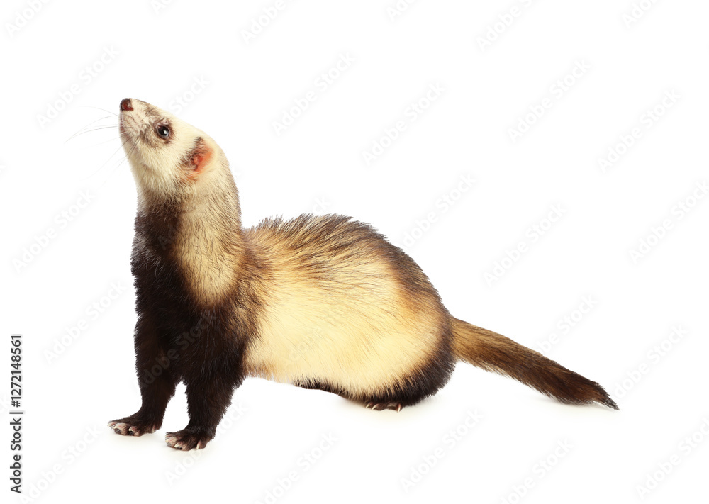 Cute ferret on white background. Domestic pet Cute ferret on white background. Domestic pet