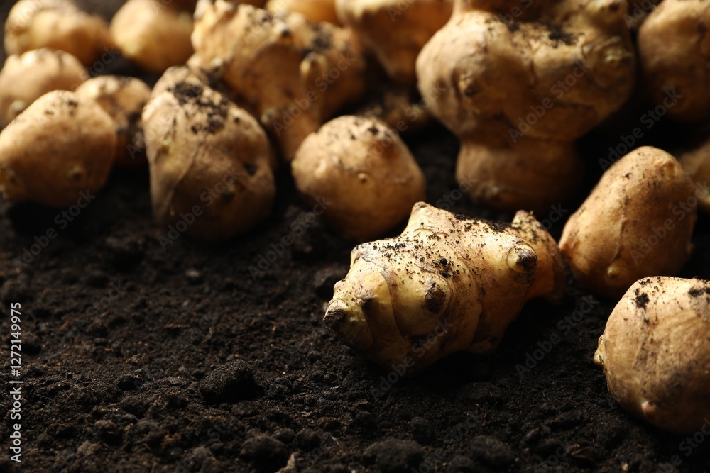 Many raw Jerusalem artichokes on soil, closeup. Root vegetable Many raw Jerusalem artichokes on soil, closeup. Root vegetable