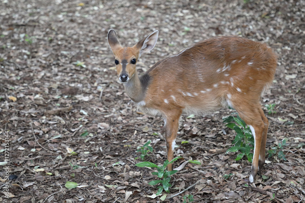 Buschbock / Bushbuck / Tregelaphus scriptus. Buschbock / Bushbuck / Tregelaphus scriptus.