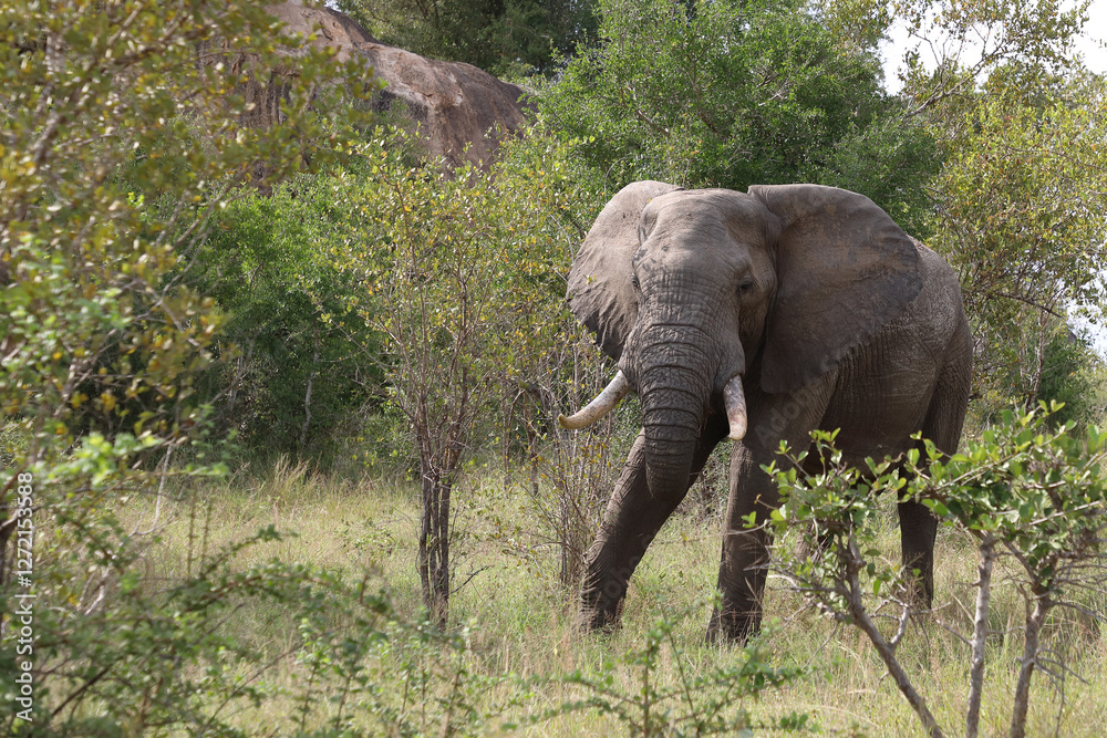 Fototapeta premium Afrikanischer Elefant / African elephant / Loxodonta africana