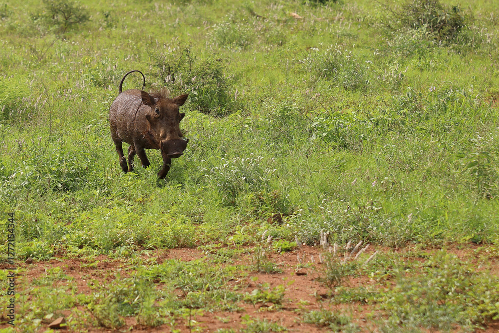 Obraz premium Warzenschwein / Warthog / Phacochoerus africanus