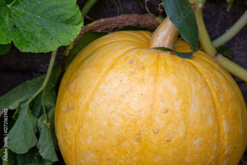 Organic homegrown yellow squash flourishing on an allotment amidst economic challenges and self-sufficiency
