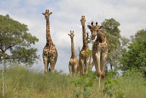 Photography Giraffe / Giraffe / Giraffa camelopardalis