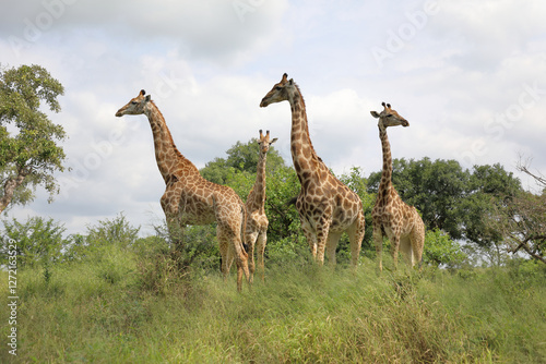 Sticker Giraffe / Giraffe / Giraffa camelopardalis