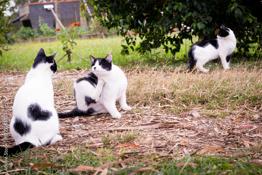 Familia de gatos en color blanco y negro a lo largo de una pradera de pasto Familia de gatos en color blanco y negro a lo largo de una pradera de pasto