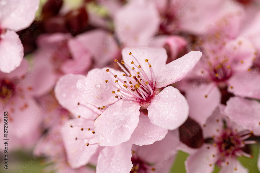 Spring blooming of sakura. Close-up of flowers. Spring blooming of sakura. Close-up of flowers.