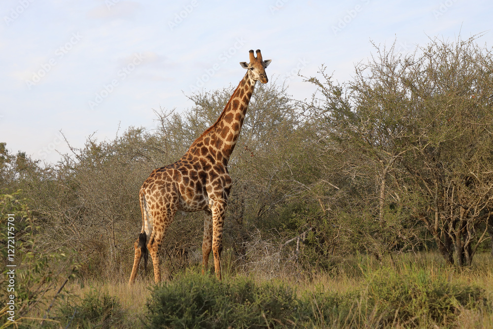 Fototapeta premium Giraffe / Giraffe / Giraffa camelopardalis