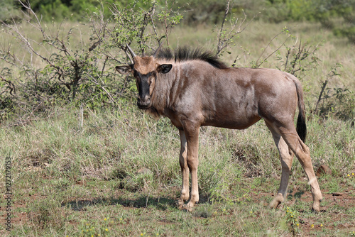 Streifengnu / Blue wildebeest / Connochaetes taurinus photo