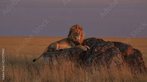 Lion resting on rock in golden grassland during sunset