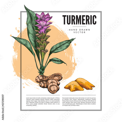 Turmeric plant flower and root, dry powder heap sketch label vector design, hand drawn Curcuma spicy spice medical plant