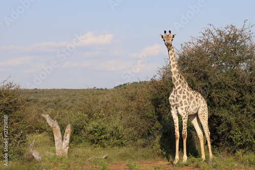 Canvas Print Giraffe / Giraffe / Giraffa camelopardalis