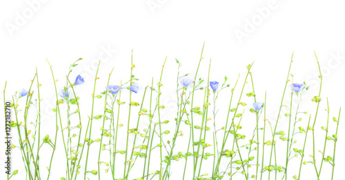 Blue wild flowers and green stems isolated on white background. Blooming flax. Nature border. Copy space.