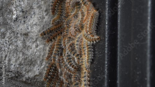 Large Group of Processionary Caterpillars Forming a Cluster