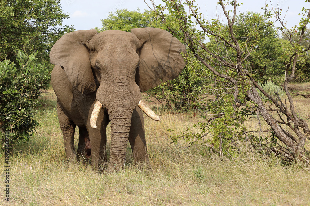 Fototapeta premium Afrikanischer Elefant / African elephant / Loxodonta africana